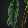 Alocasia venusta