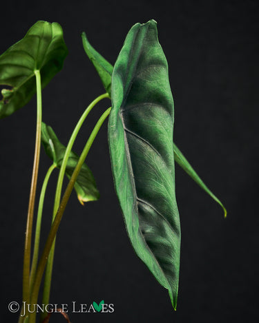 Alocasia venusta