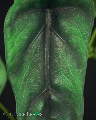 Alocasia venusta