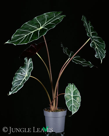 Alocasia watsoniana