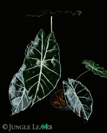 Alocasia watsoniana