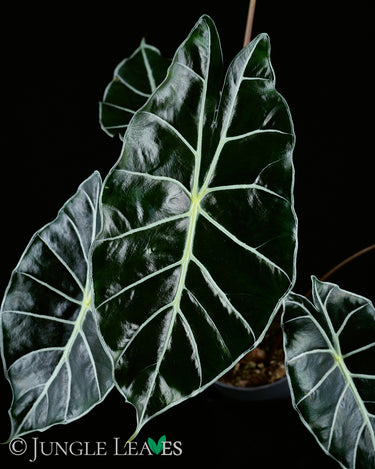 Alocasia watsoniana