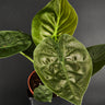 Alocasia wentii