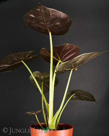 Alocasia wentii
