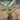 Alocasia wentii