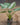 Alocasia wentii