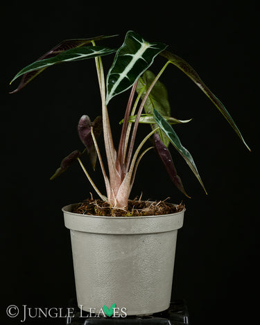 Alocasia x Amazonica ‘Bambino’