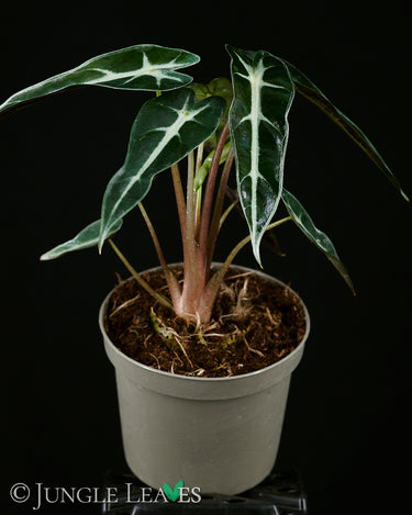 Alocasia x Amazonica ‘Bambino’