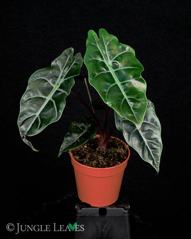 Alocasia x 'Chantrieri'