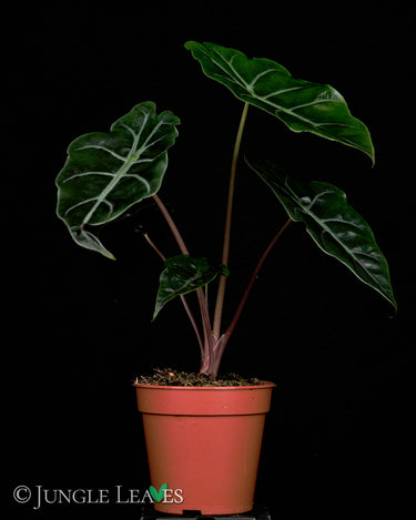 Alocasia x 'Chantrieri'