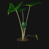 Alocasia zebrina
