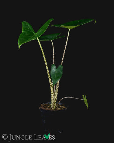 Alocasia zebrina