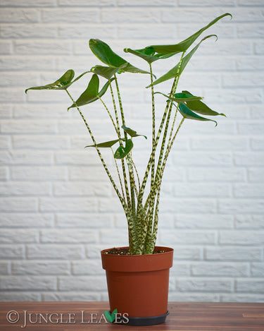 Alocasia zebrina (Zebra-Elefantenohr) 7cm Rundtopf