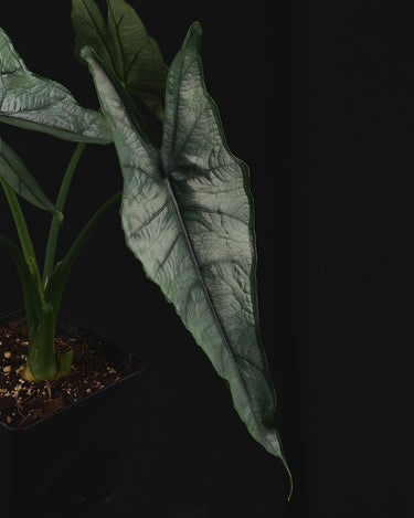 Alocasia heterophylla 'Dragons Breath'