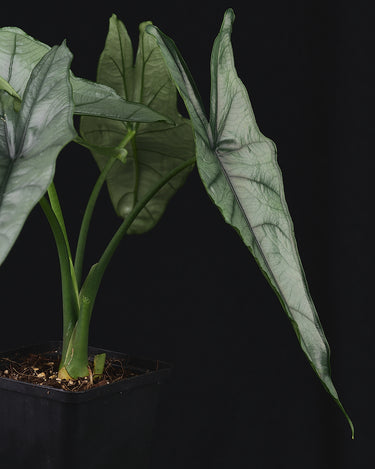 Alocasia heterophylla 'Dragons Breath'