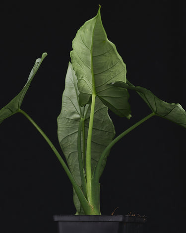 Alocasia heterophylla 'Dragons Breath'