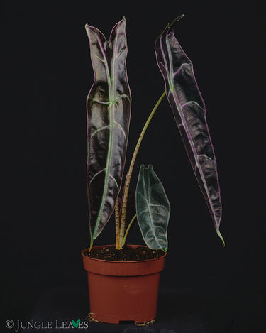Alocasia longiloba 'Purple'