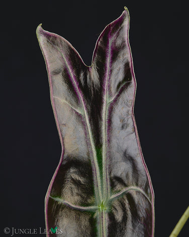 Alocasia longiloba 'Purple'