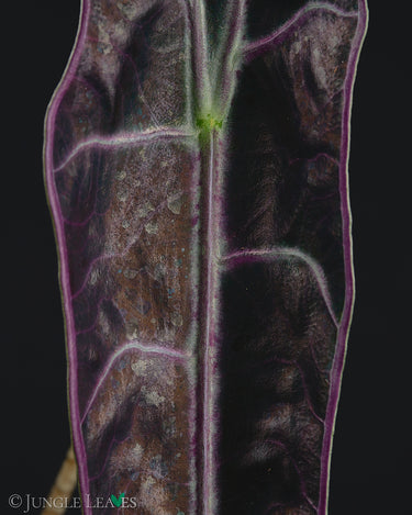Alocasia longiloba 'Purple'
