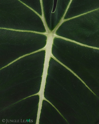 Alocasia micholitziana 'London Eye'