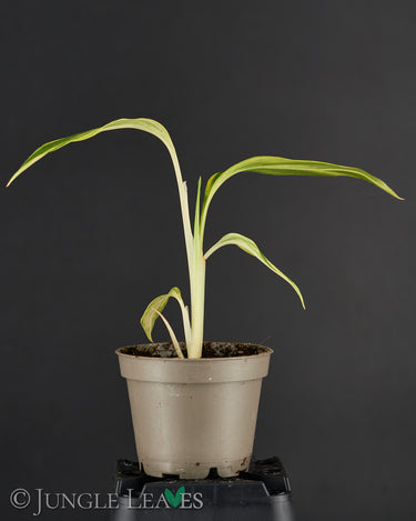 Alpinia zerumbet variegata