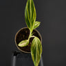Alpinia zerumbet variegata