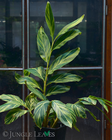 Alpinia zerumbet variegata