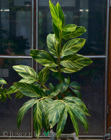 Alpinia zerumbet variegata