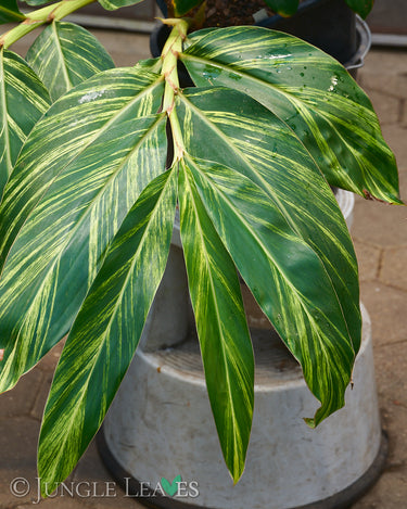 Alpinia zerumbet variegata