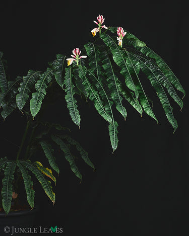 Alpinia rugosa (Gerunzelte Alpinie)