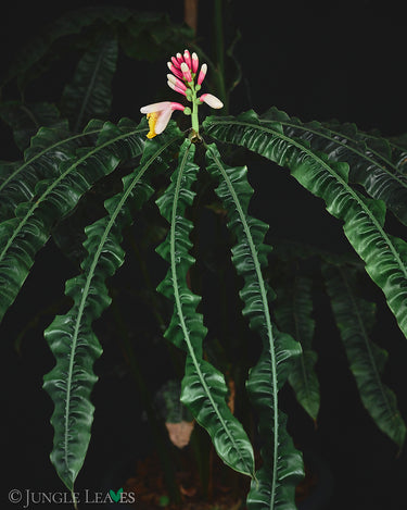 Alpinia rugosa (Gerunzelte Alpinie)