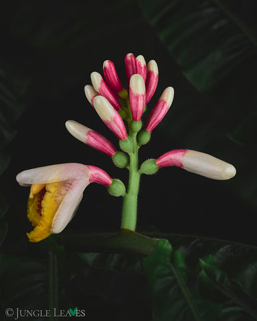 Alpinia rugosa (Gerunzelte Alpinie)