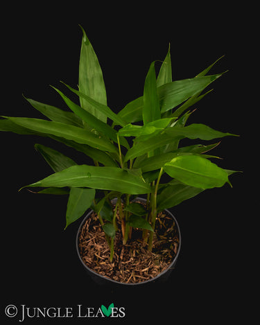 Alpinis galanga