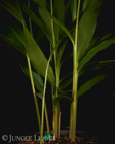 Alpinis galanga