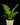 Alsophila Cyathea australis