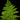 Alsophila Cyathea australis