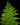 Alsophila Cyathea australis