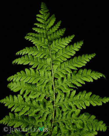 Alsophila Cyathea australis