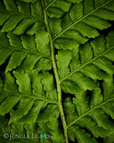 Alsophila Cyathea australis