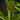 Alsophila Cyathea australis