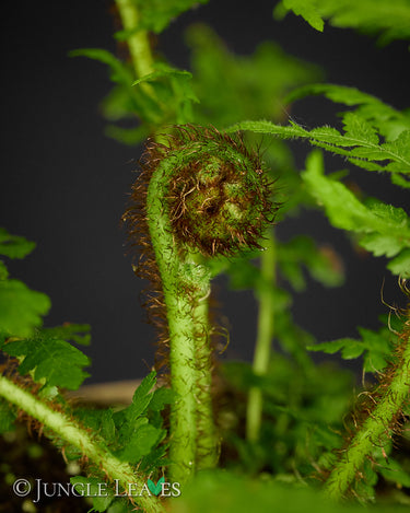 Alsophila Cyathea australis