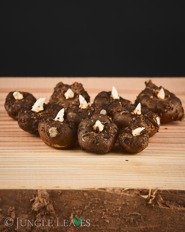 Amorphophallus albus tuber5