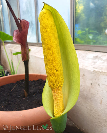 Amorphophallus albus inflorescence