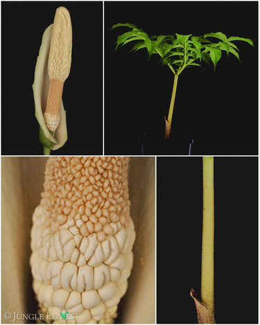 Amorphophallus albus