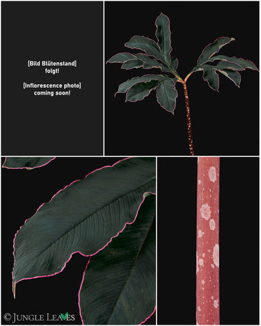 Amorphophallus atroviridis