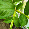 Amorphophallus bulbifer leaf