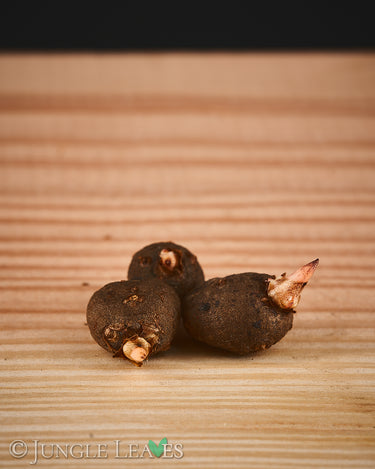 Amorphophallus dunnii tuber1