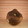 Amorphophallus fuscus tuber2