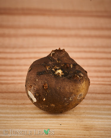 Amorphophallus fuscus tuber2