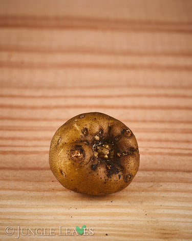 Amorphophallus fuscus tuber1